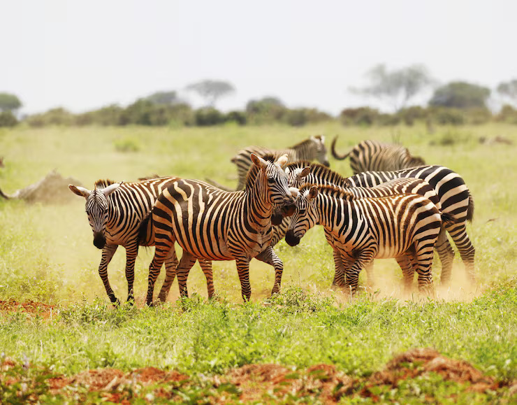 Safari & Wsla
